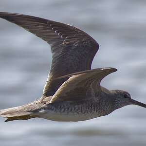 Grey-tailed tattler