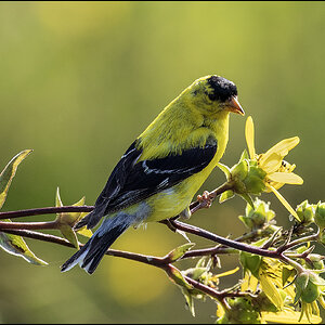 Gold Finch III.jpg