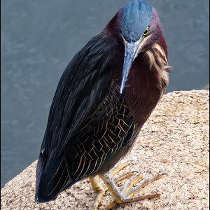 Green-Heron.jpg