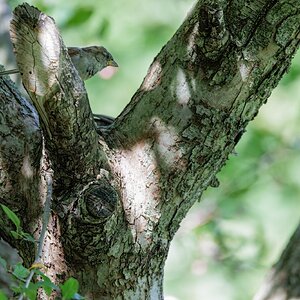 Bird in Tree R52.jpg