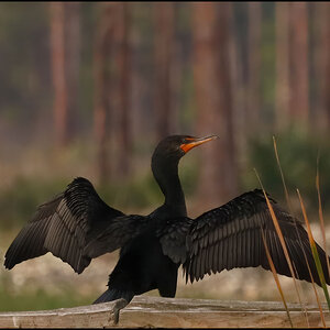 Double-Crested-Cormorant.jpg