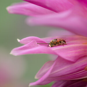 2024_08_18_Dahlias-10005-Edit1080.jpg