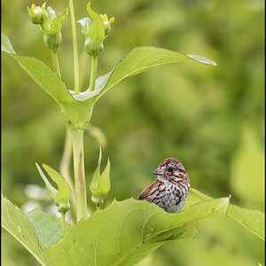 Song Sparrow.jpg