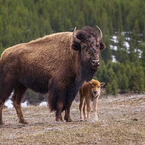 2024_05_08_Yellowstone-10950-CR3-Edit1080.jpg