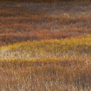 2024_05_03_Yellowstone-10273-Edit1080.jpg