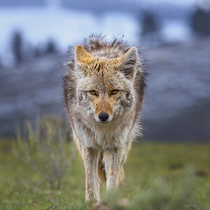 2024_05_09_Yellowstone-11498-Edit1080.jpg