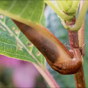 Threeband Gardenslug II.jpg