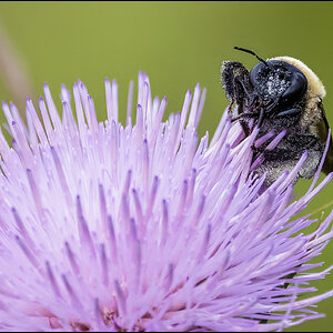 Golden Northern Bumble Bee III.jpg