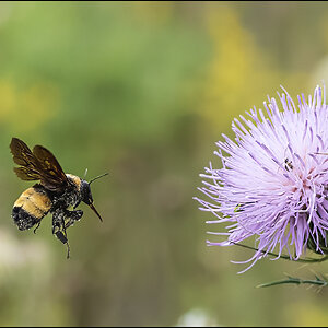 Golden Northern Bumble Bee II.jpg