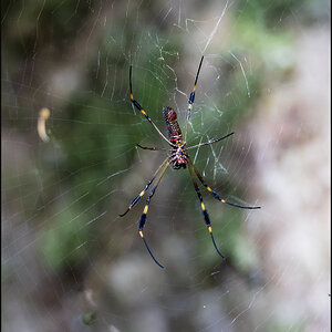 Golden Silk Orb-weaver - Arachnida.jpg