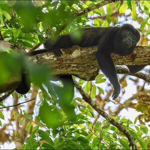 Napping Howler Monkey.jpg