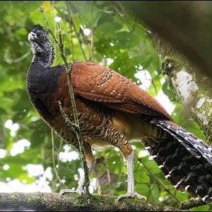 Great Curassow.jpg