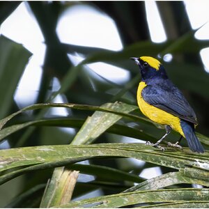 Yellow Crowned Euphonia II.jpg