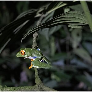 Green Tree Frog II.jpg