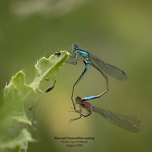 Blue-tail Damselflies mating 1.jpg