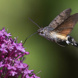 Hummingbird Hawkmoth.jpg