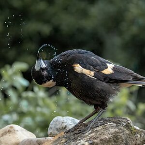 magpie-drink-0002-d.jpg