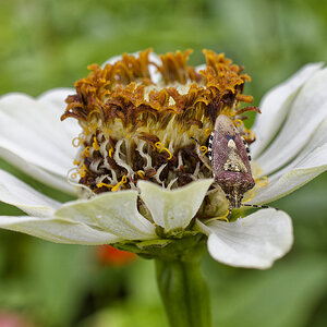 sloebugzinnia.jpg