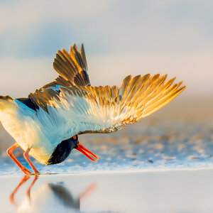 oystercatcher-pied-0003-c.jpg