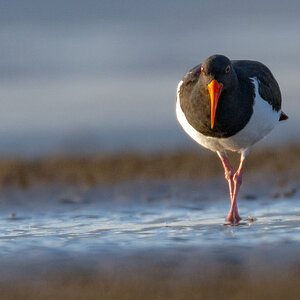 oystercatcher-pied-0001-a.jpg