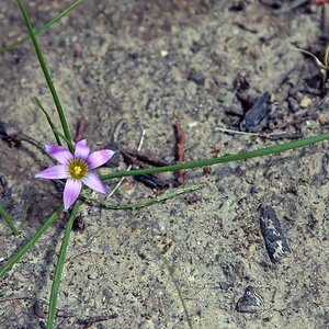 Grass Onion 01 Romulea, Rosy Sandcrocus at Wyangala Dam NSW 080928tx.jpeg