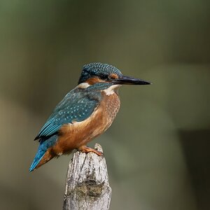 Common Kingfisher.jpeg