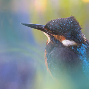 Kingfisher 27 on ledge Rainham Sept 2024.jpg