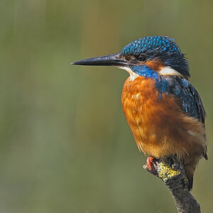 Kingfisher 28 Rainham Sept 2024.jpg