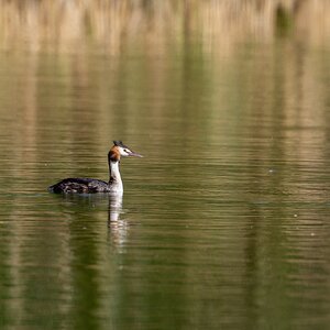 Grebe 01.jpg