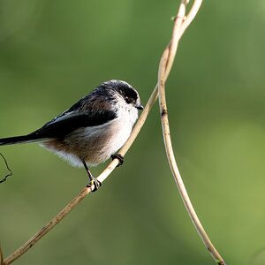 Long Tailed Tit.jpg