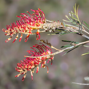 grevillea-bee-01-e-2000px.jpg