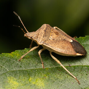 R7_D6318 Shield Bug.jpg