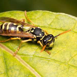 R7_D6336 European Paper Wasp.jpg