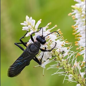 Great Black Wasp.jpg