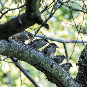 Waiting line at the bird feeder.jpg