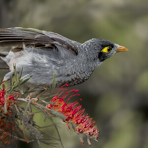 noisy-miner-bif-0001-d-2000px.jpg