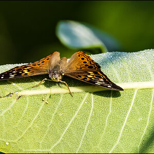 Hackberry Emperor Butterfly.jpg