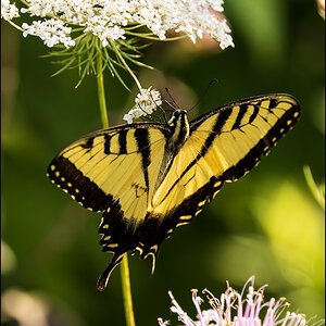 Eastern Tiger Swallowtail II.jpg