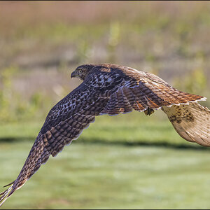 Red-tailed Hawk.jpg