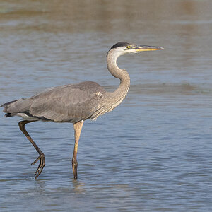 R7_D6374 Great Blue Heron.jpg