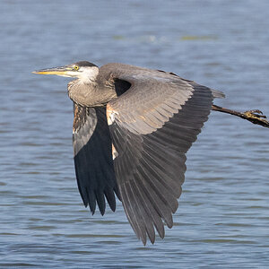 R7_D6394 Great Blue Heron.jpg