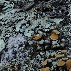 GreenOrangeBlackLichen2.JPG