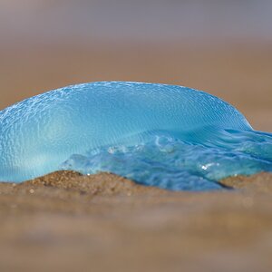 jellyfish-bj-01-c-2000px.jpg