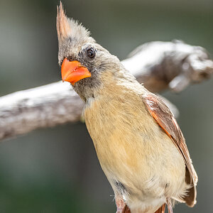 Northern Cardinal  Female