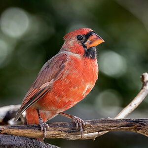 Northern Cardinal Male