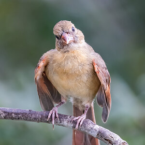 Northern Cardinal