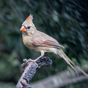 Norther cardinal