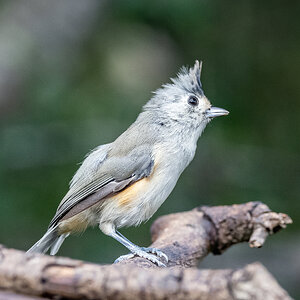 Black tufted titmouse