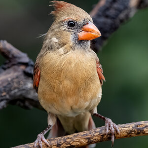 Norther Cardinal