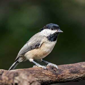 Chickadee